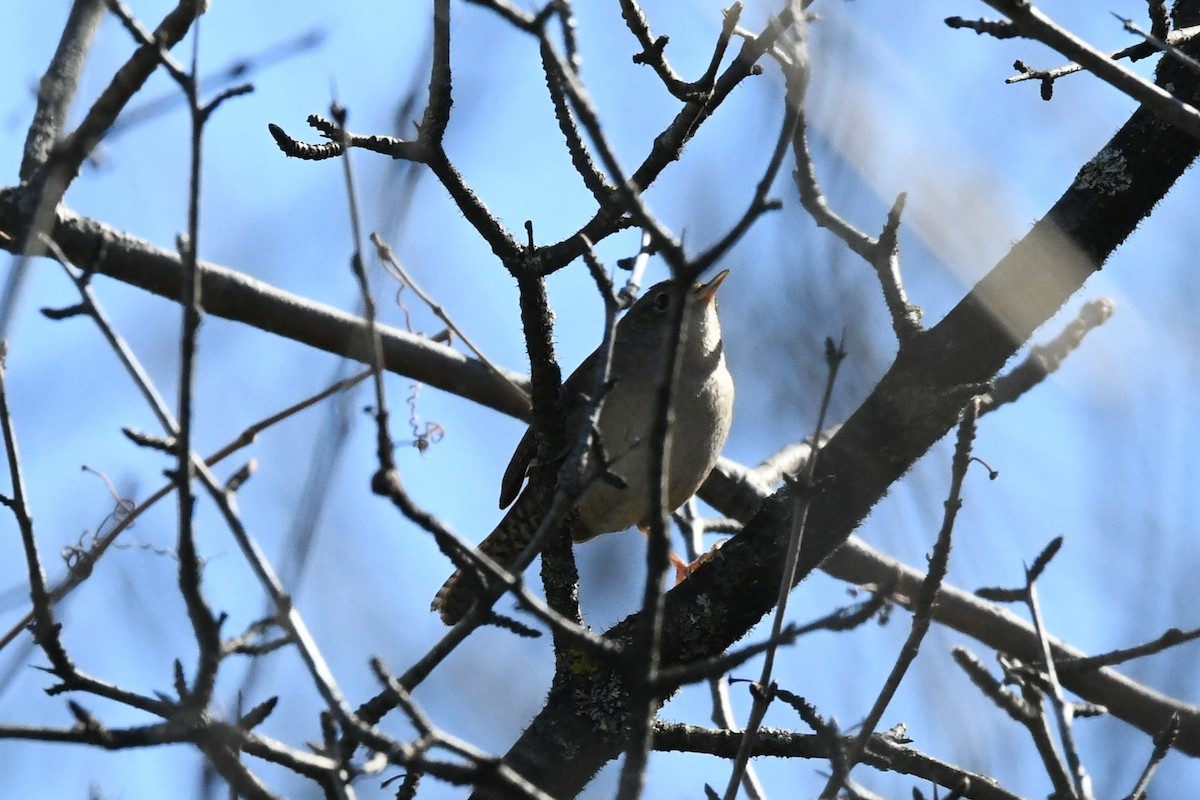 Northern House Wren - ML634714418