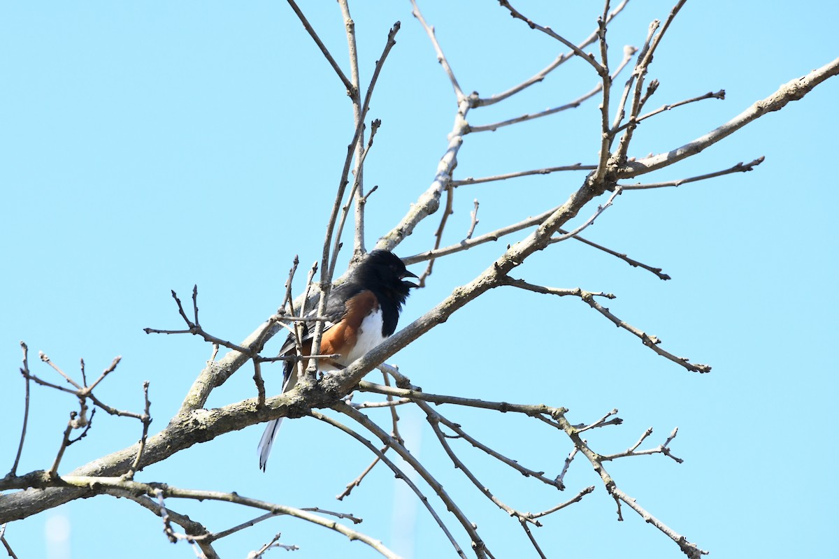 Eastern Towhee - ML634714427