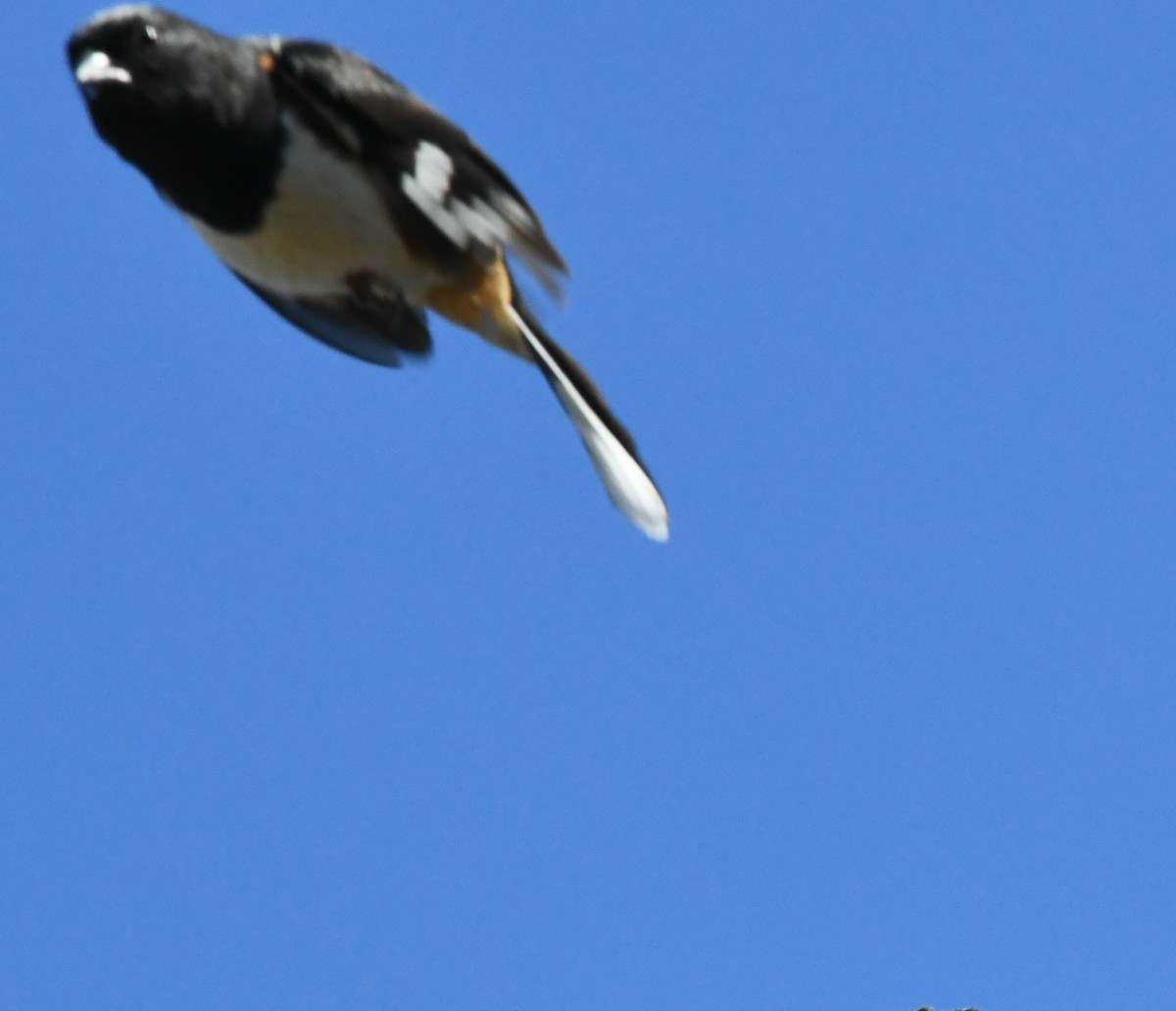 Eastern Towhee - ML634714428