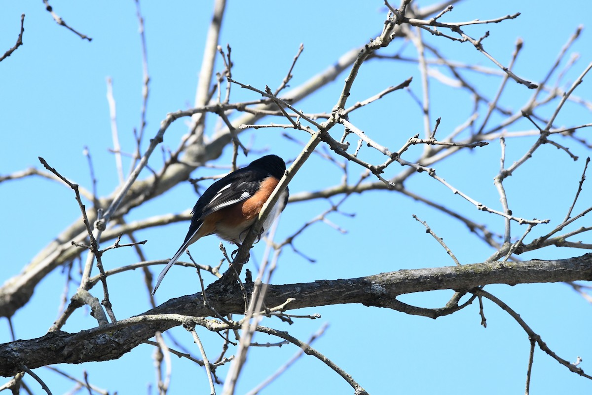 Eastern Towhee - ML634714429