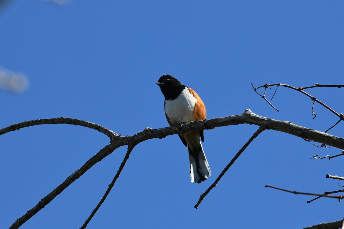 Eastern Towhee - ML634714430