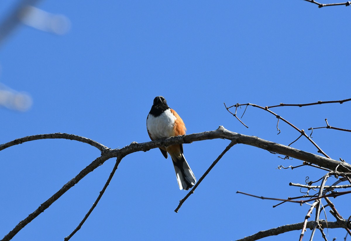 Eastern Towhee - ML634714431