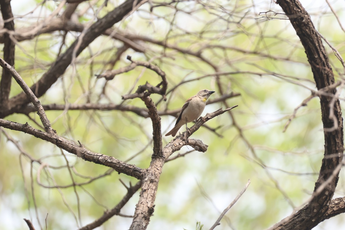 Yellow-throated Sparrow - ML634714635