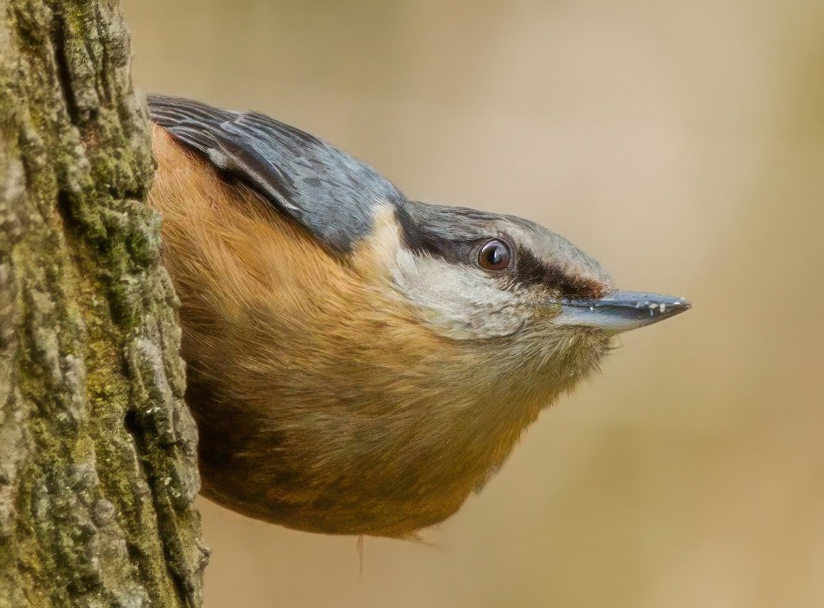 Garrapo eurasiarra - ML634714650