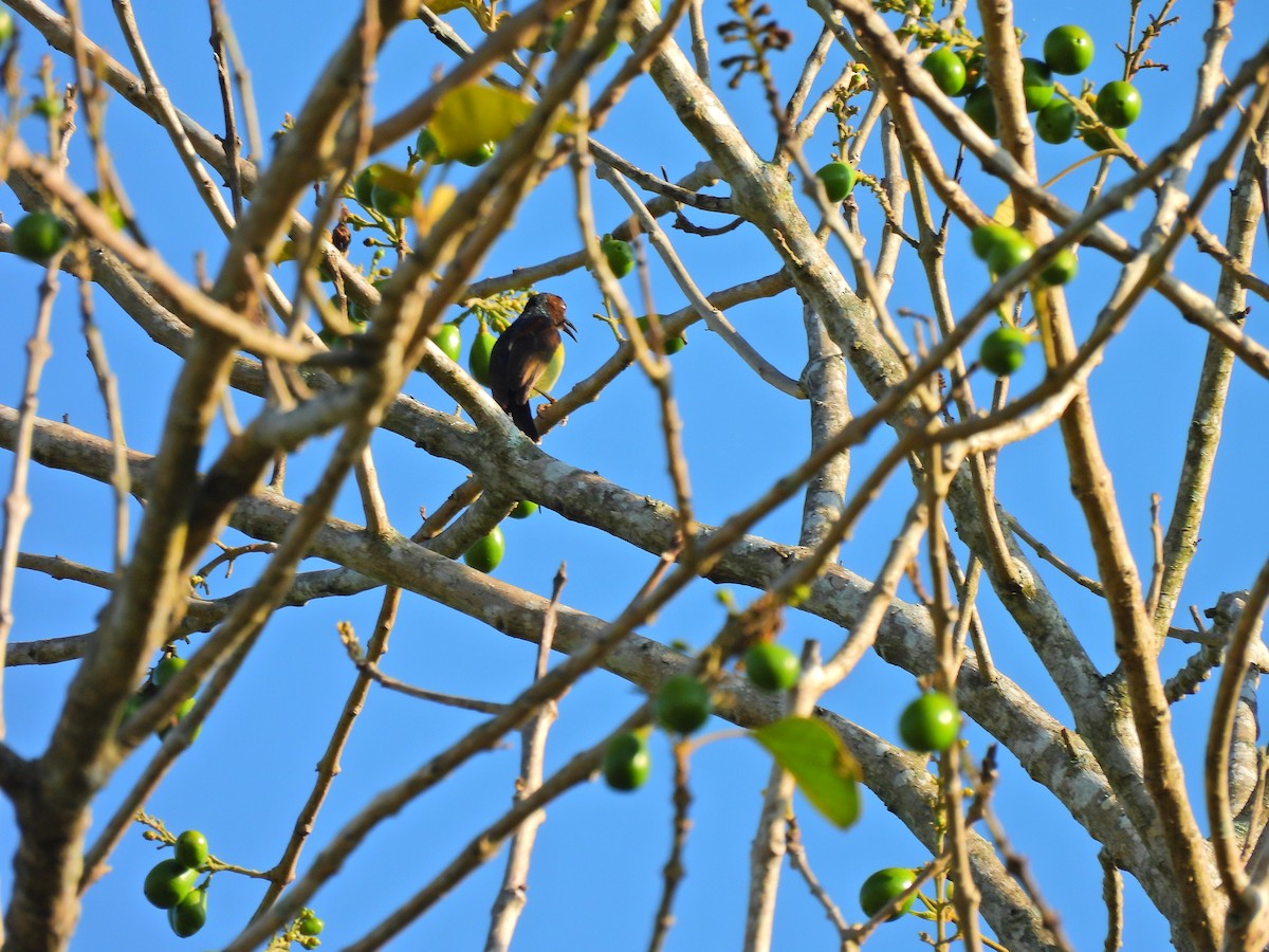 Gray-throated Sunbird - ML634714687