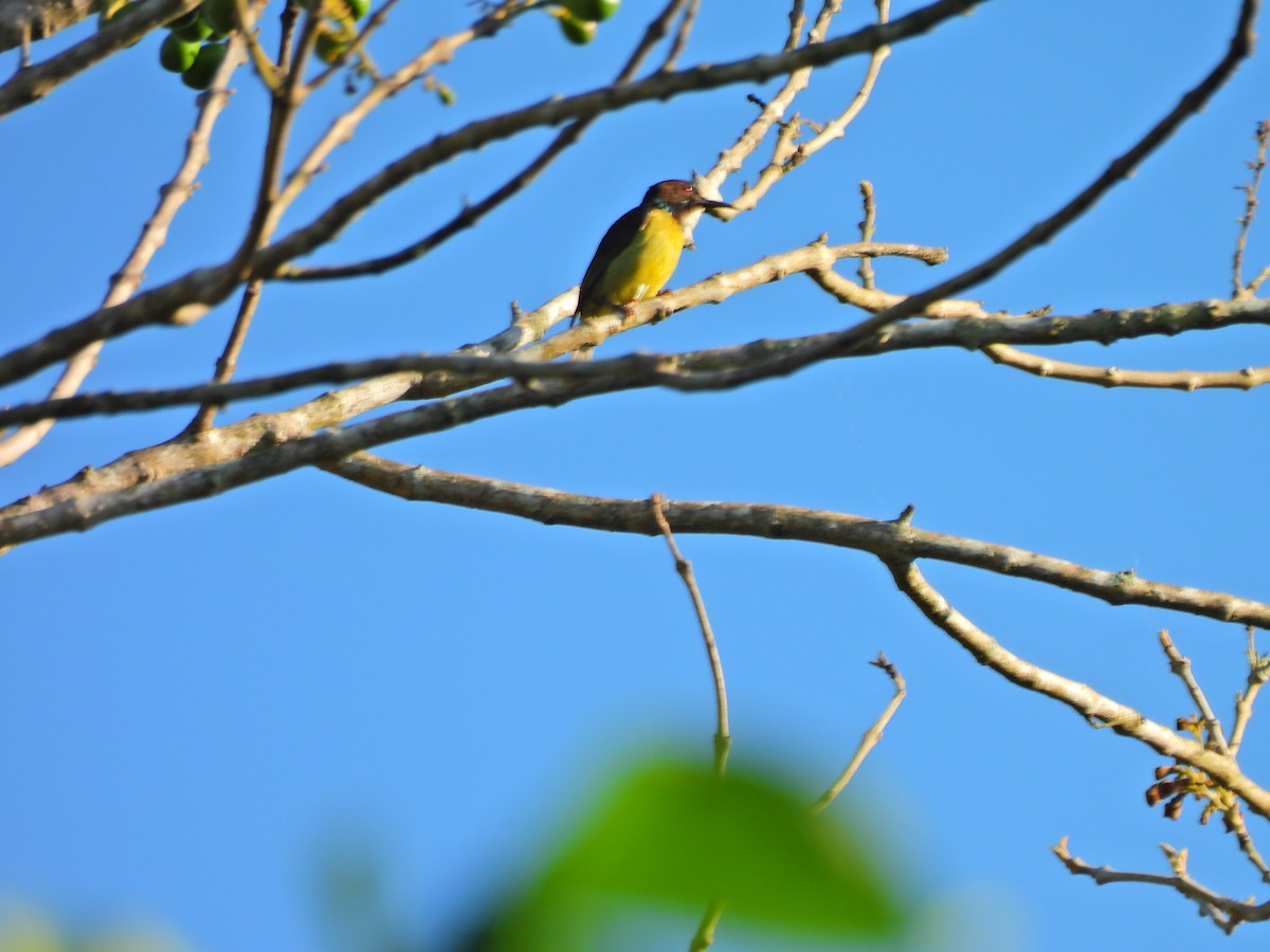 Gray-throated Sunbird - ML634714716