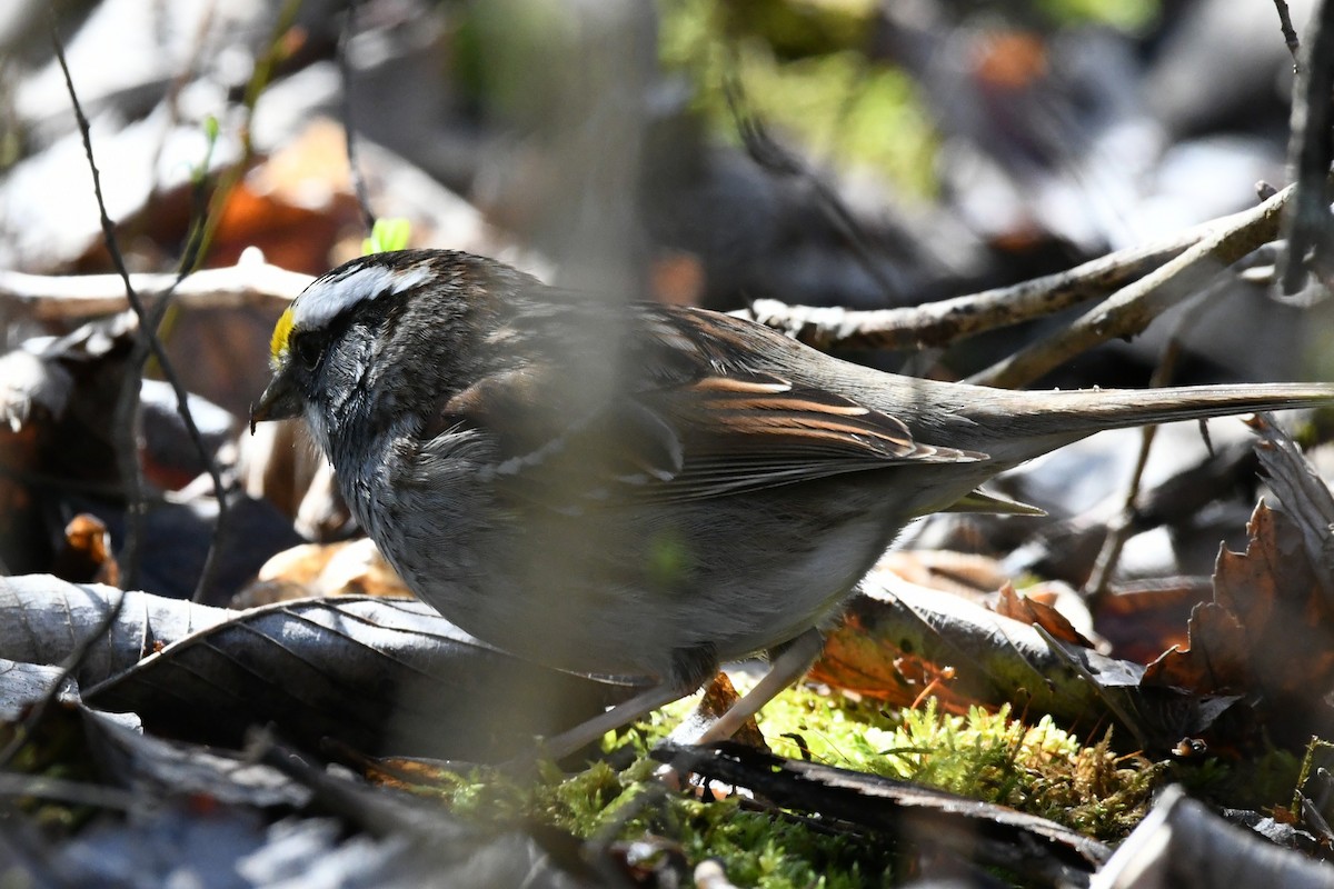 White-throated Sparrow - ML634714781