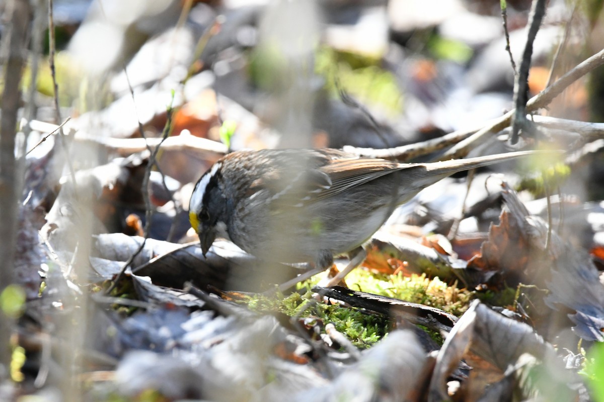 White-throated Sparrow - ML634714782