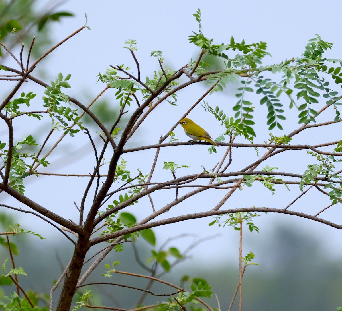 Indian White-eye - ML634714793