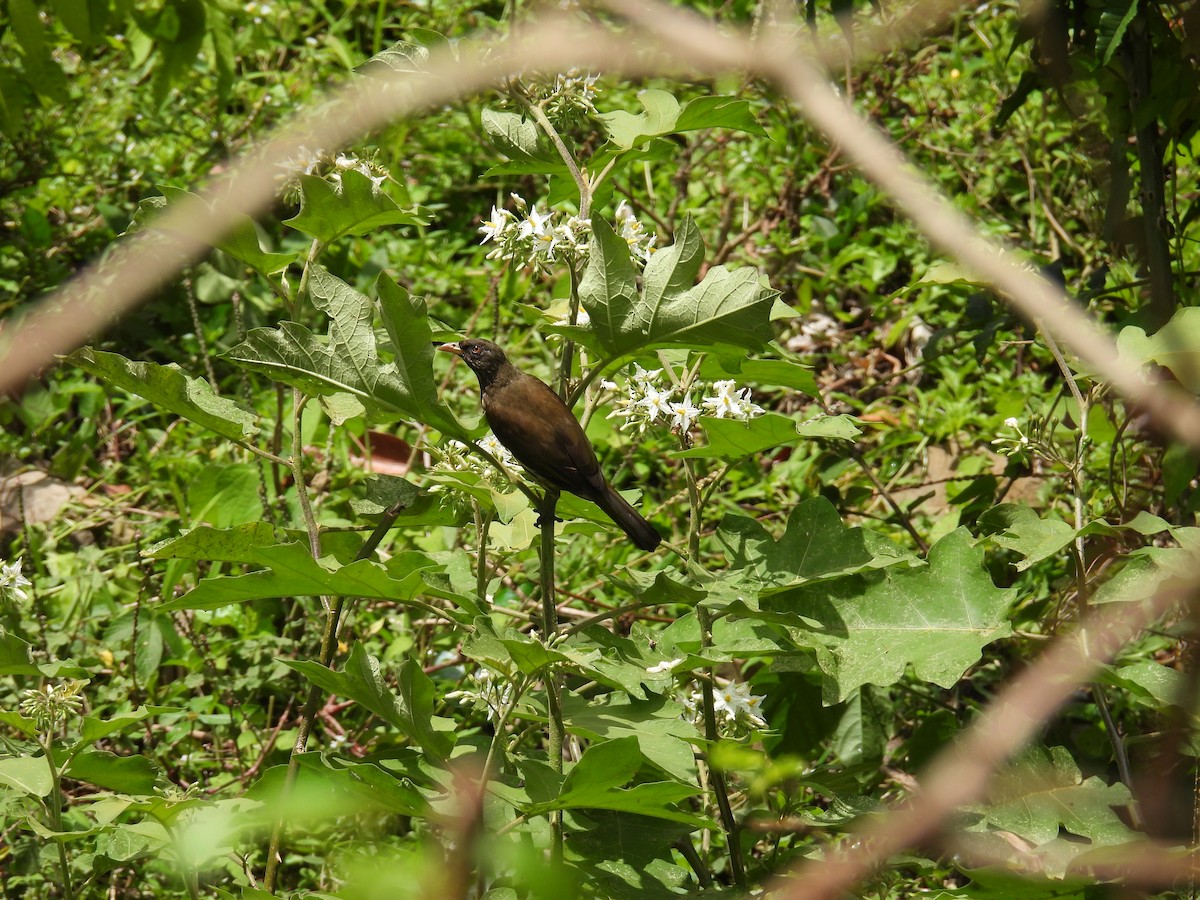 Palmchat - ML634714896