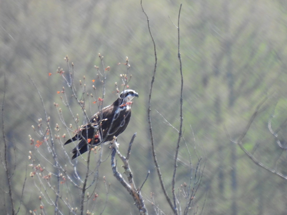 Osprey - ML634714949