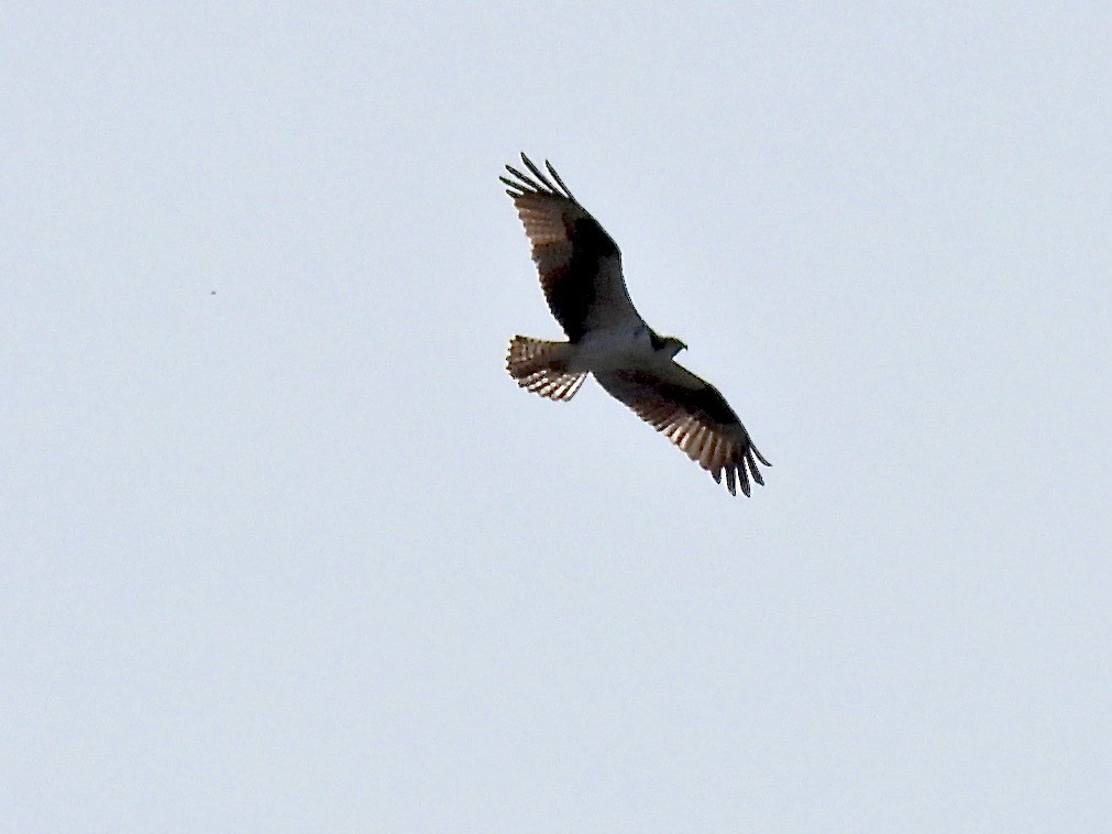 Osprey - ML634714967