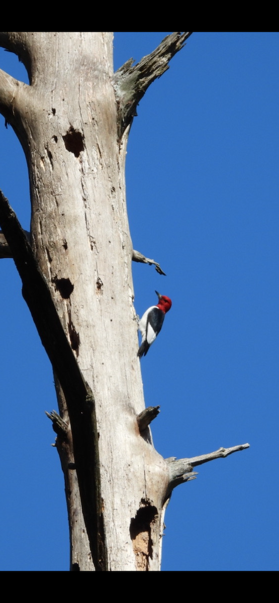 Red-headed Woodpecker - ML634714970