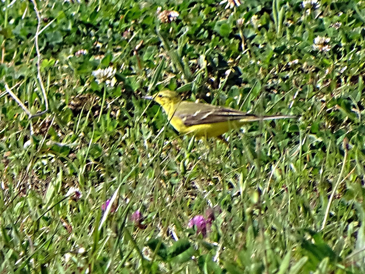 Western Yellow Wagtail (flavissima) - ML634714975