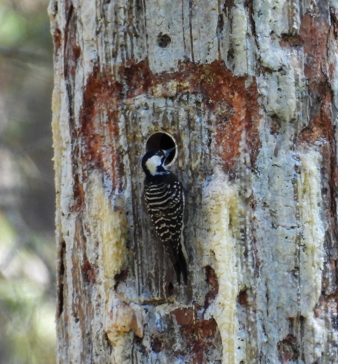 Red-cockaded Woodpecker - ML634714982