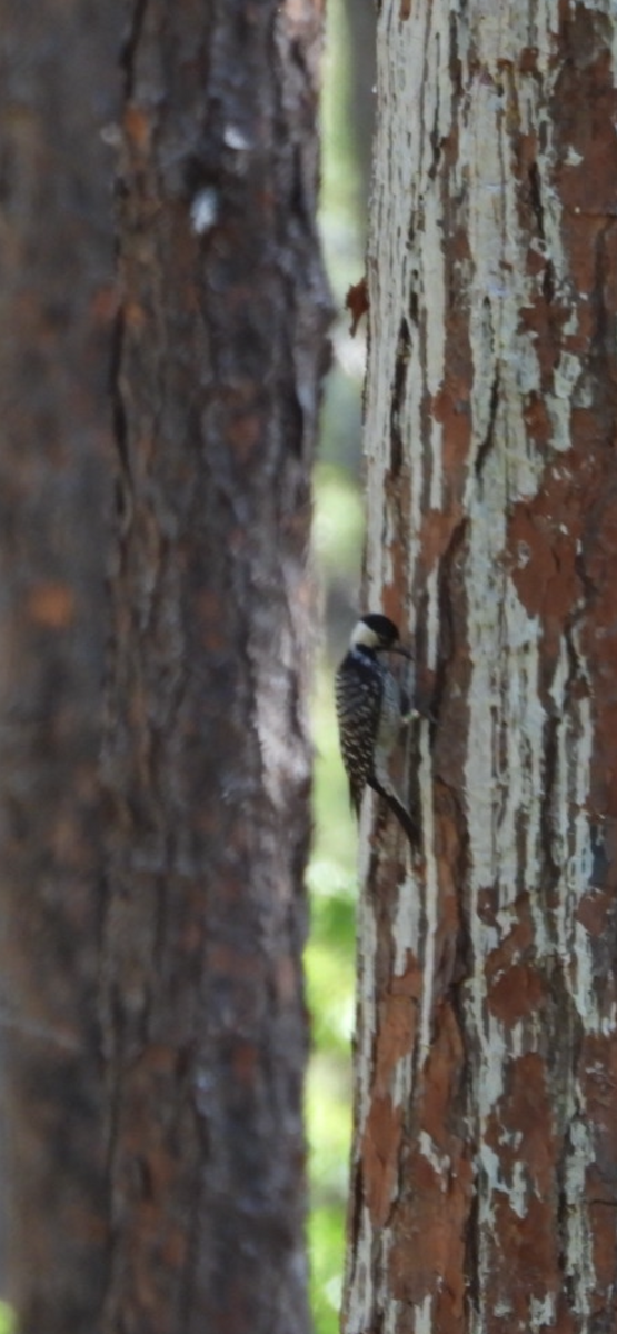 Red-cockaded Woodpecker - ML634714983