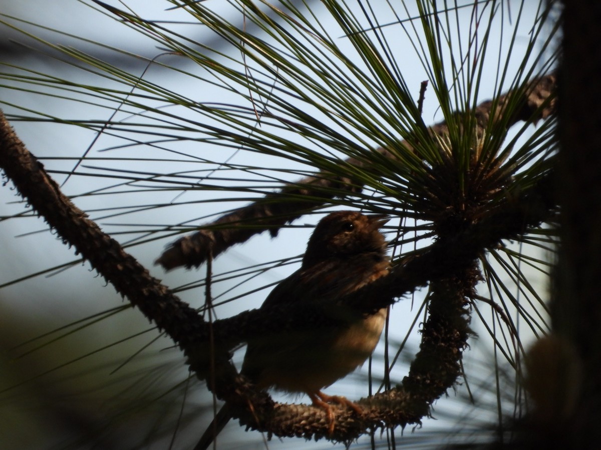 Bachman's Sparrow - ML634715004