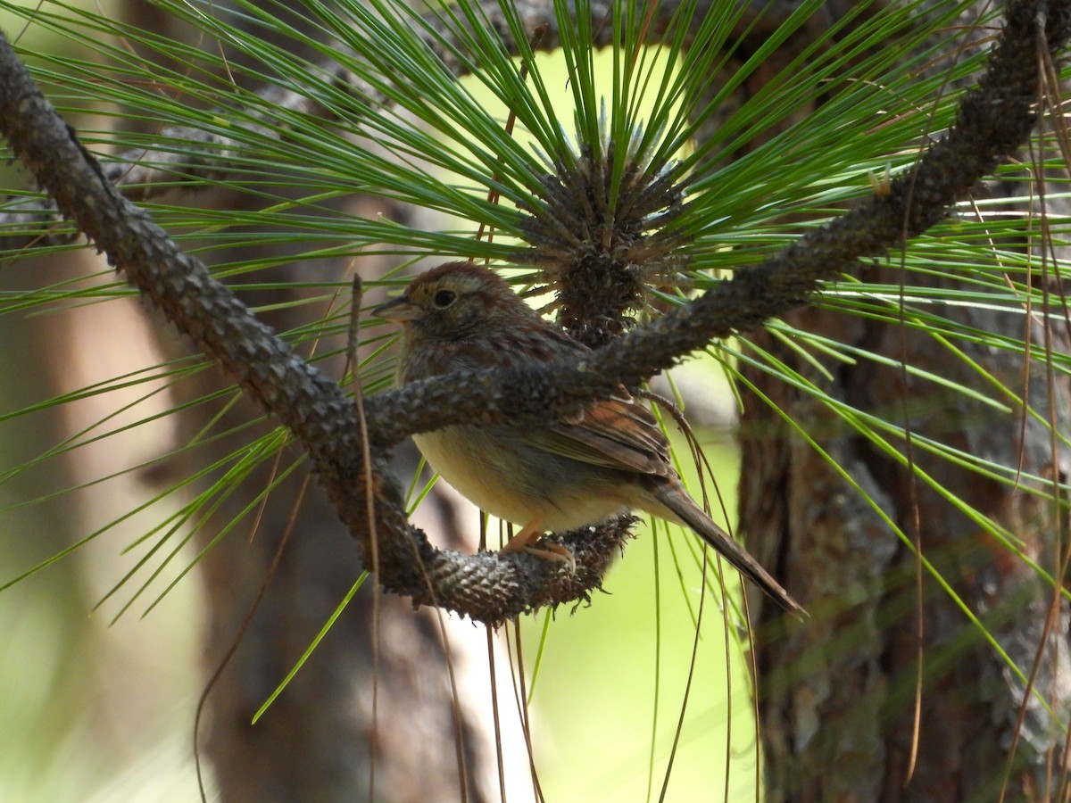 Bachman's Sparrow - ML634715005