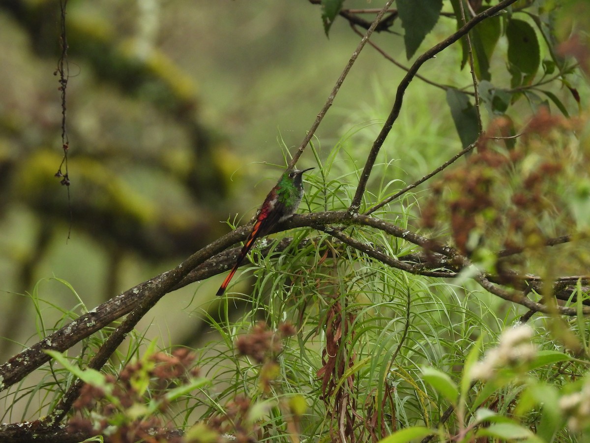 Red-tailed Comet - ML634715010