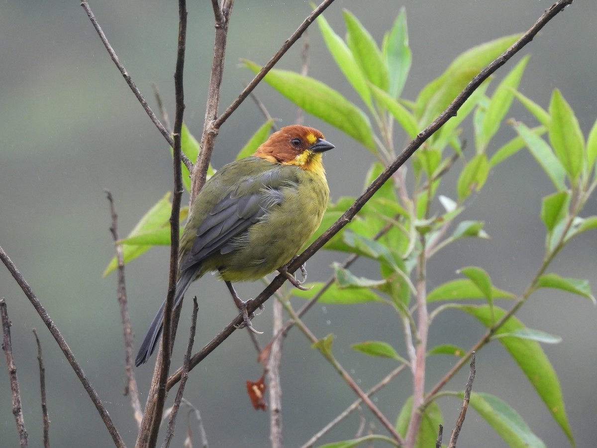 Fulvous-headed Brushfinch - ML634715021