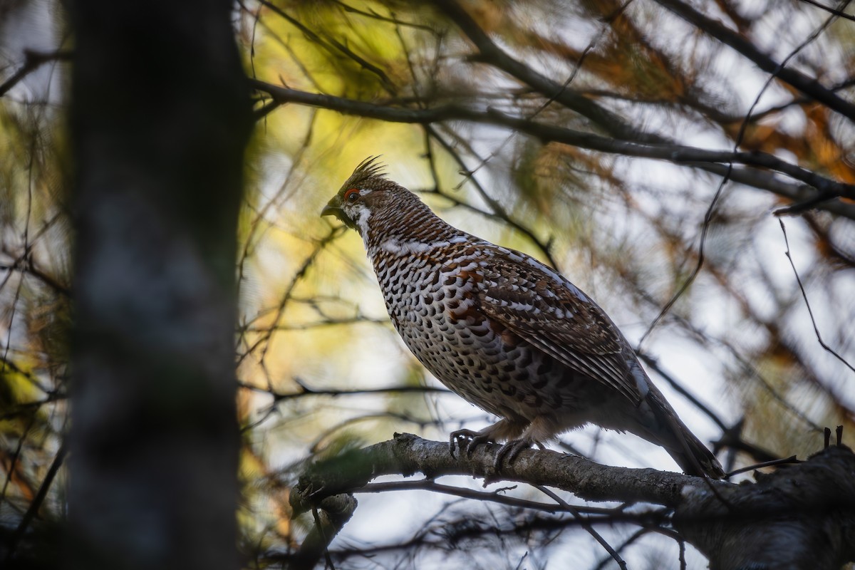 Hazel Grouse - ML634715027