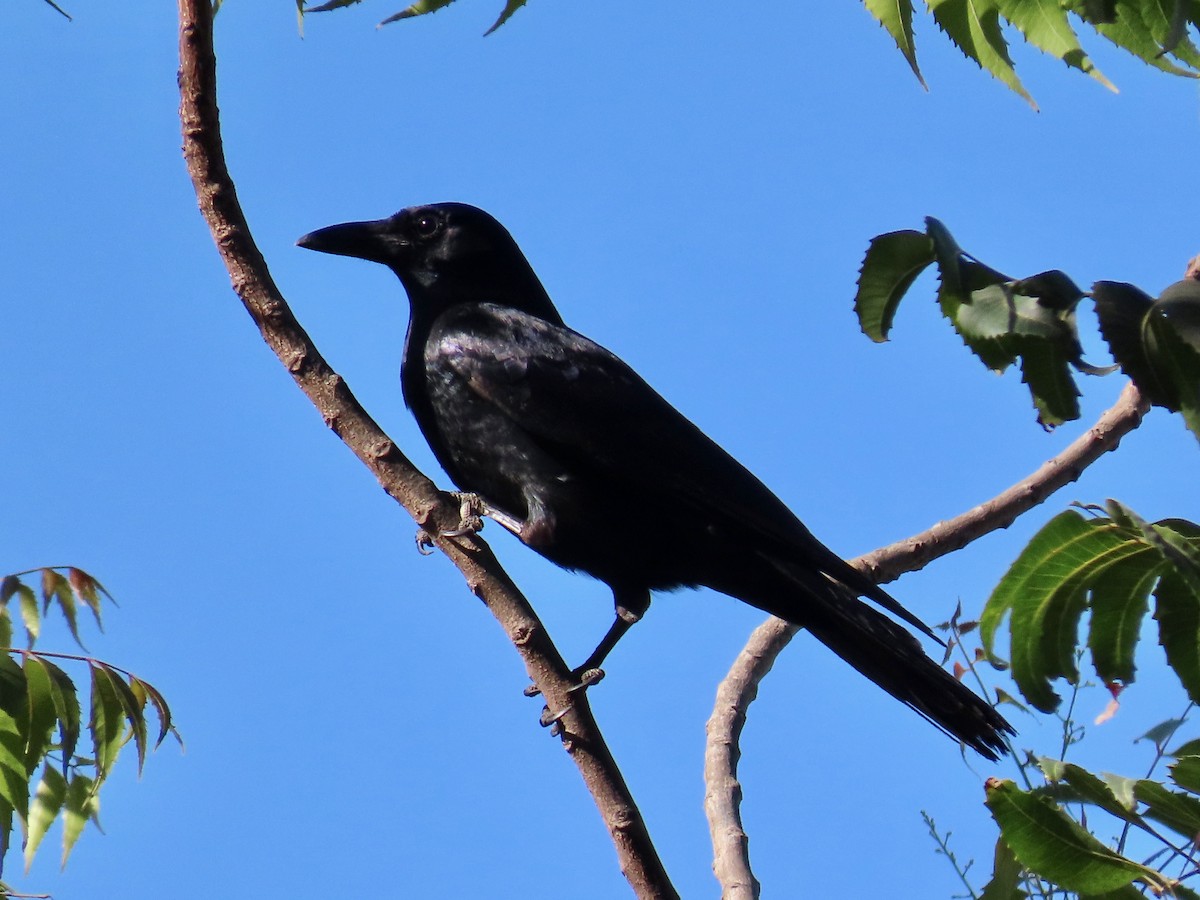 Sinaloa Crow - ML634715031
