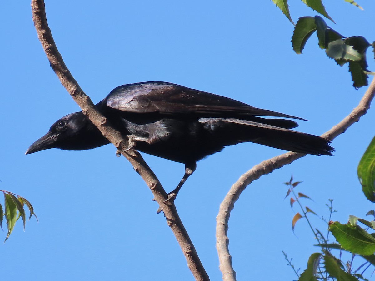 Sinaloa Crow - ML634715032