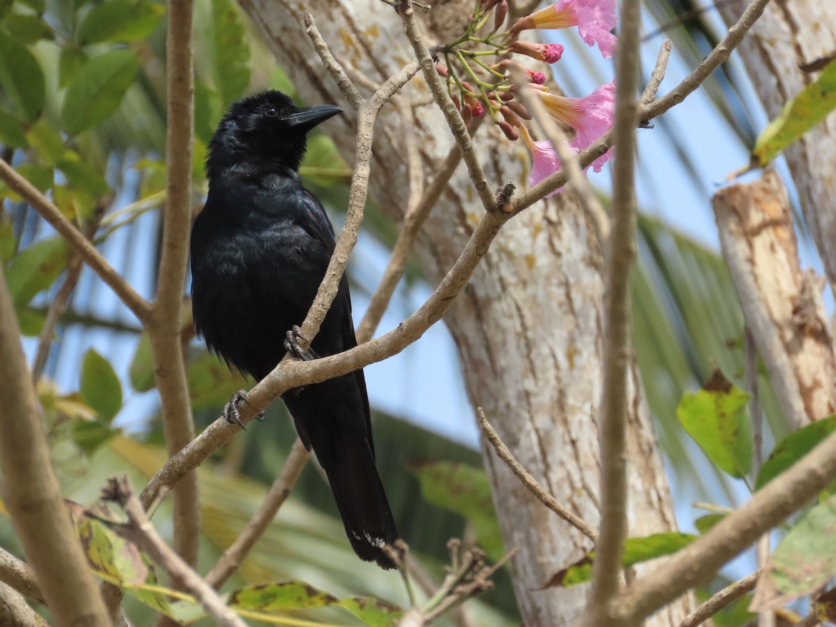 Sinaloa Crow - ML634715048