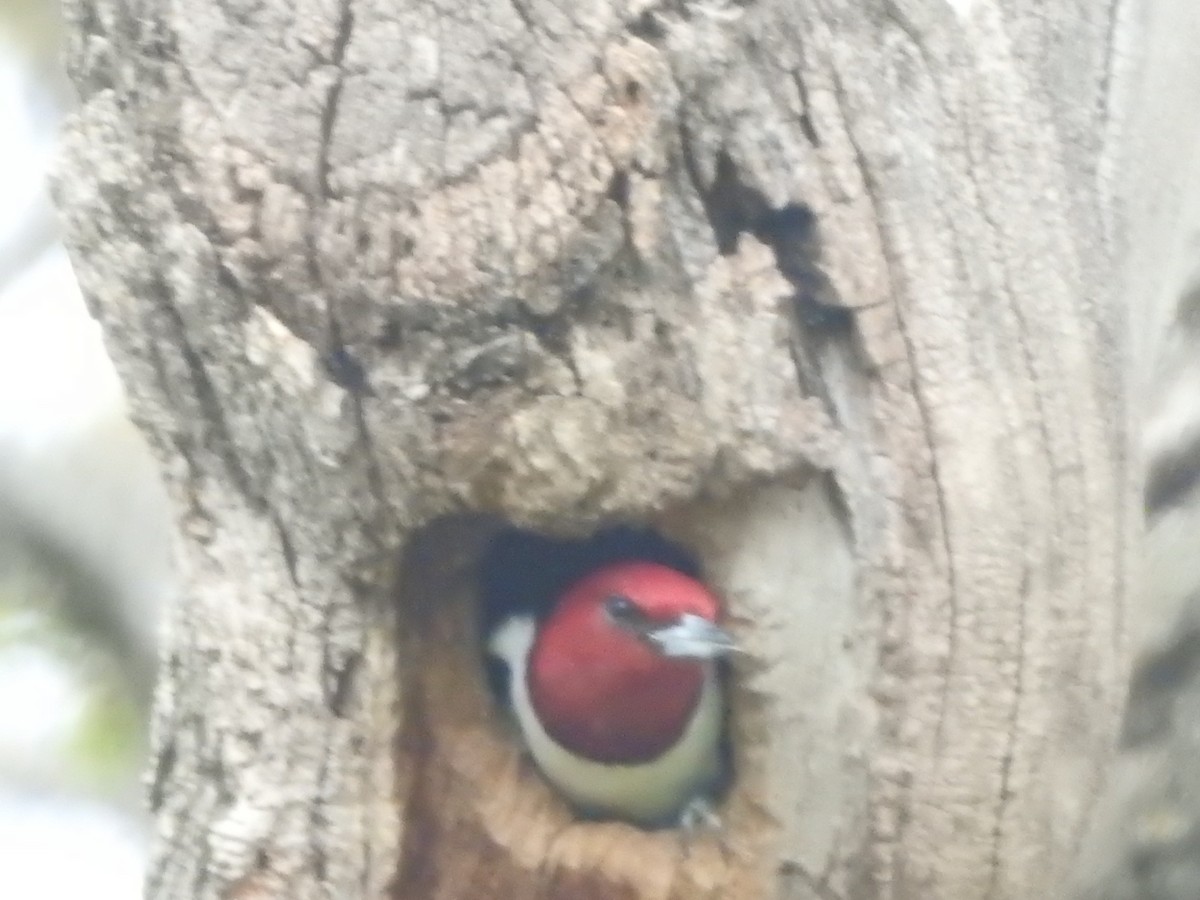 Red-headed Woodpecker - ML634715178