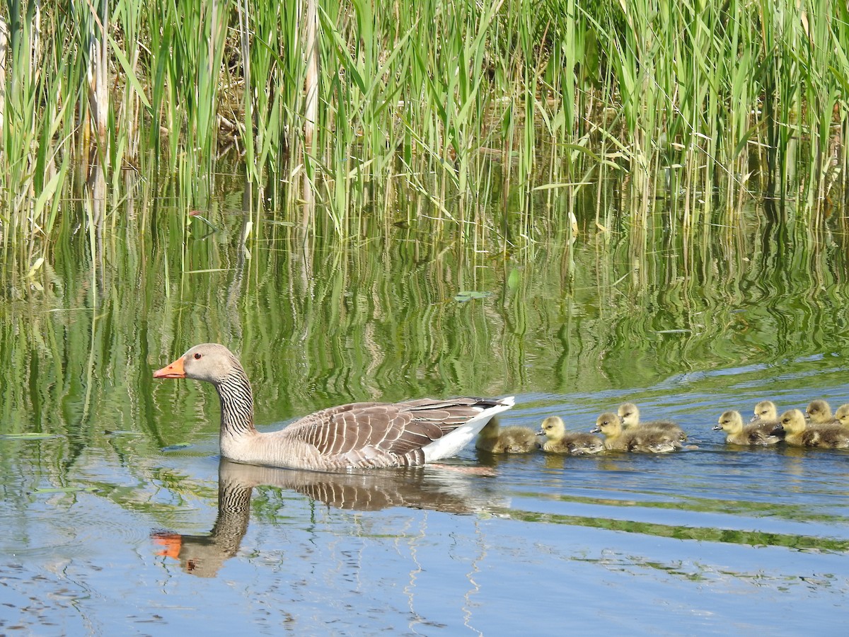 Graylag Goose - ML634715246
