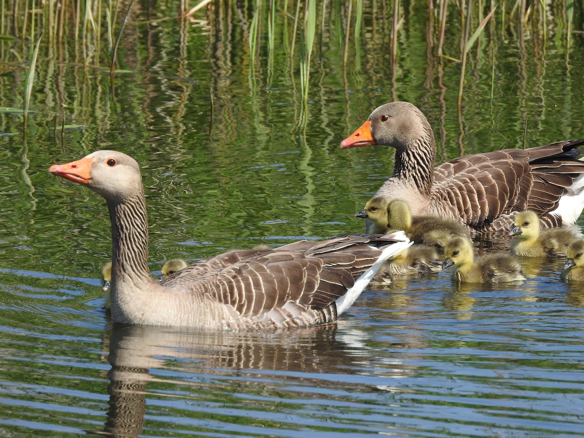 Graylag Goose - ML634715247