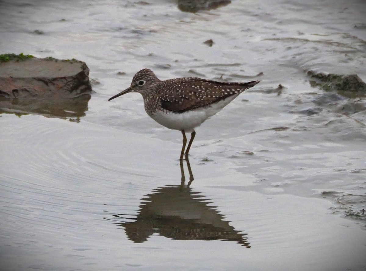 Solitary Sandpiper - ML634715277