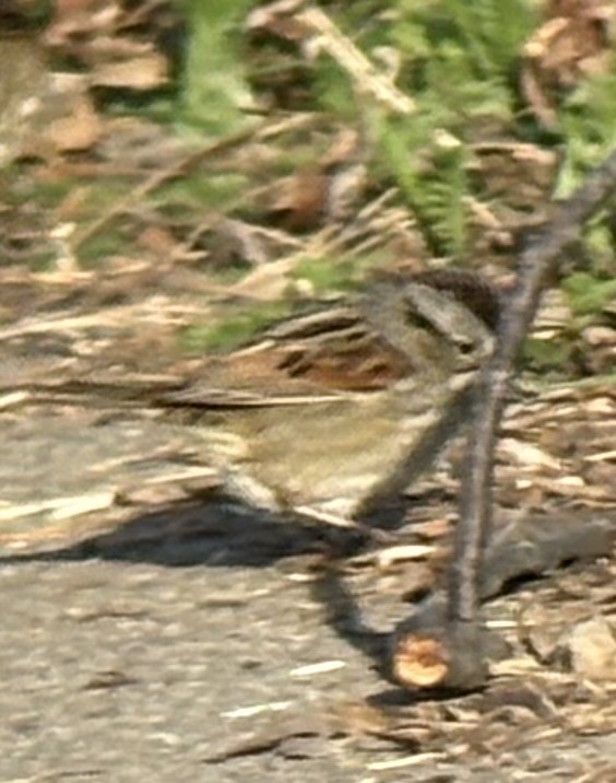 Swamp Sparrow - ML634715305