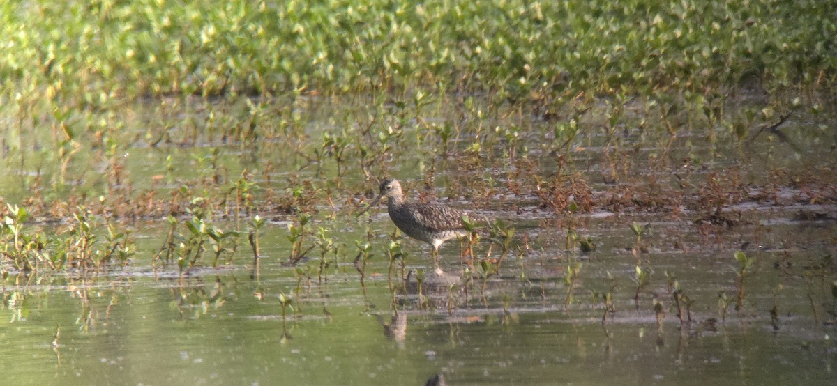 Greater Yellowlegs - ML634715343