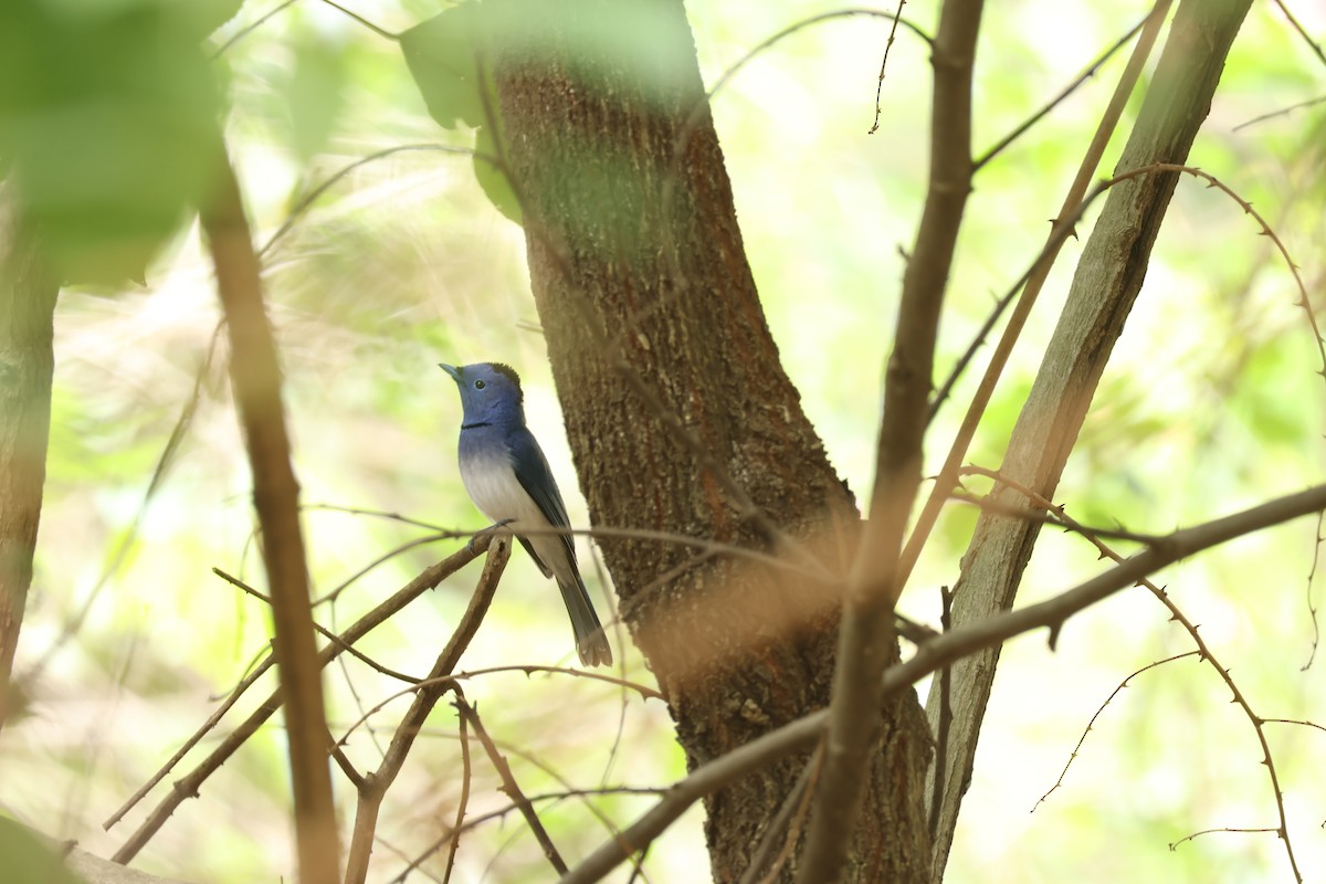Black-naped Monarch - ML634715451