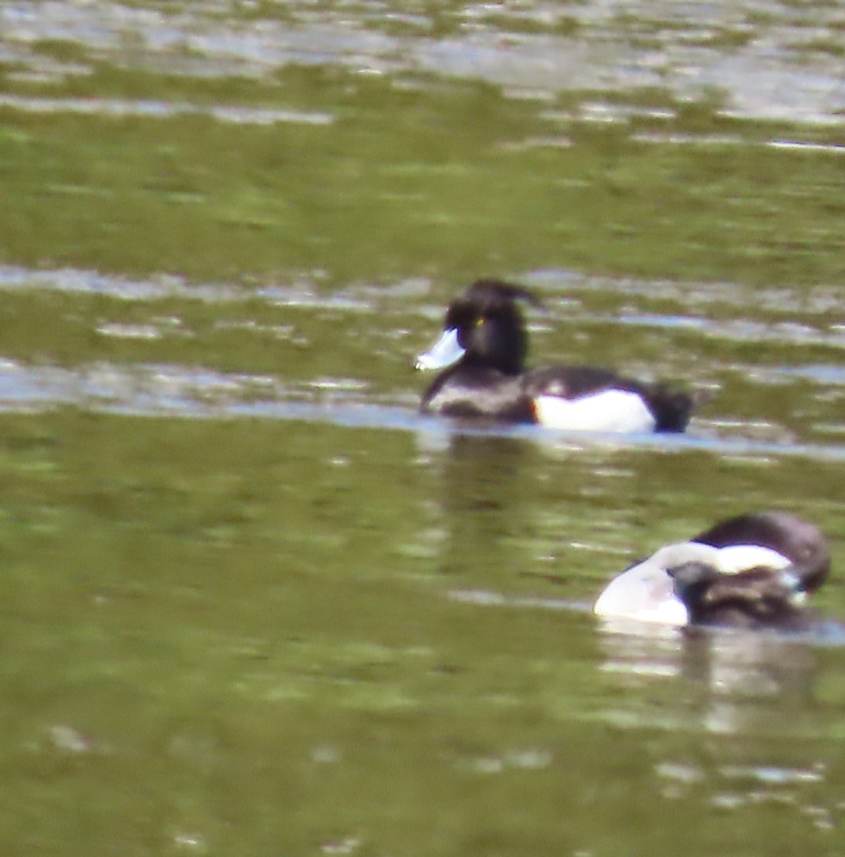 Tufted Duck - ML634715452