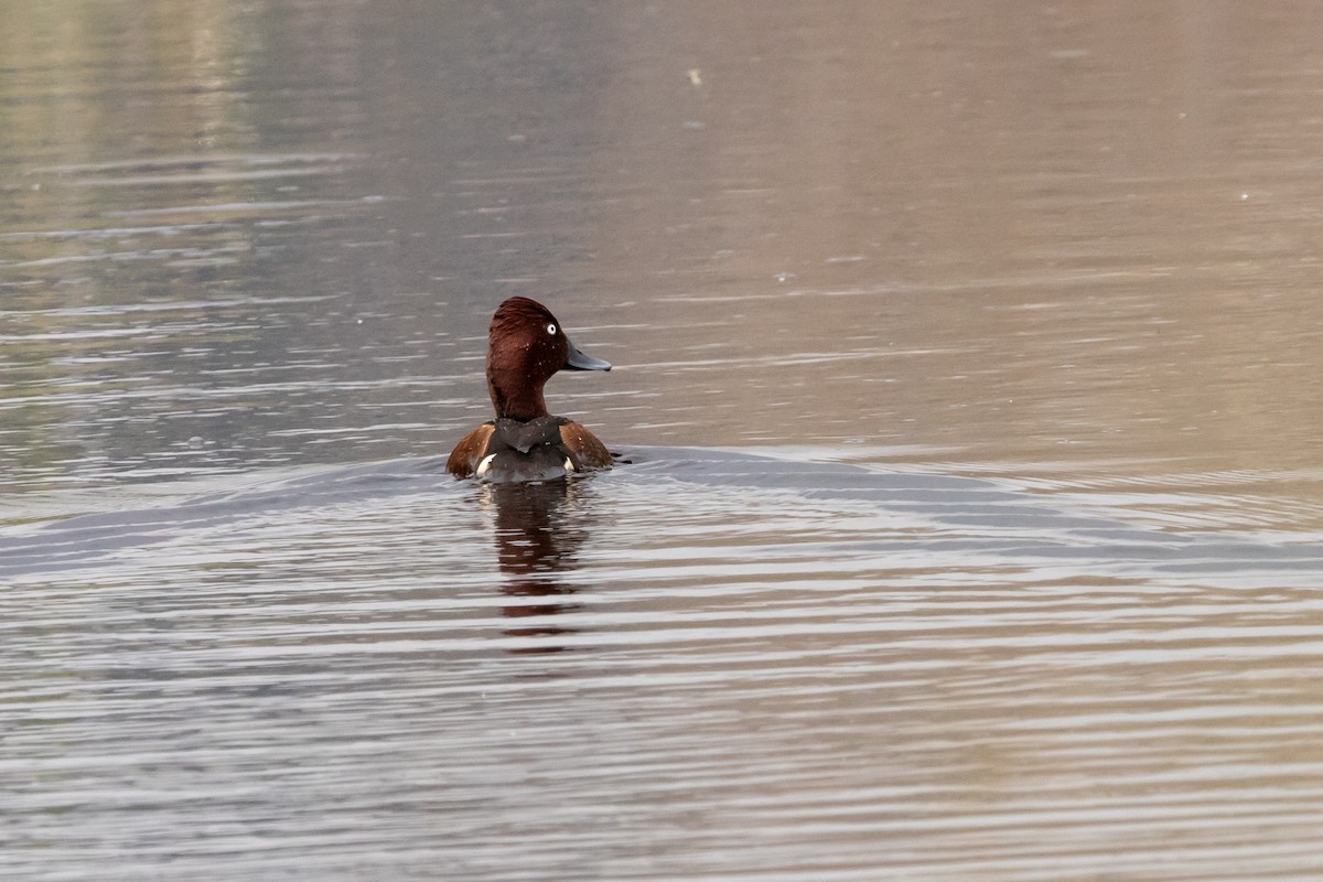 Ferruginous Duck - ML634715460