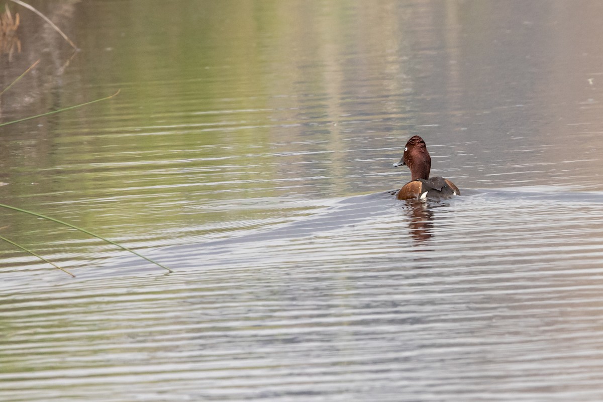 Ferruginous Duck - ML634715461