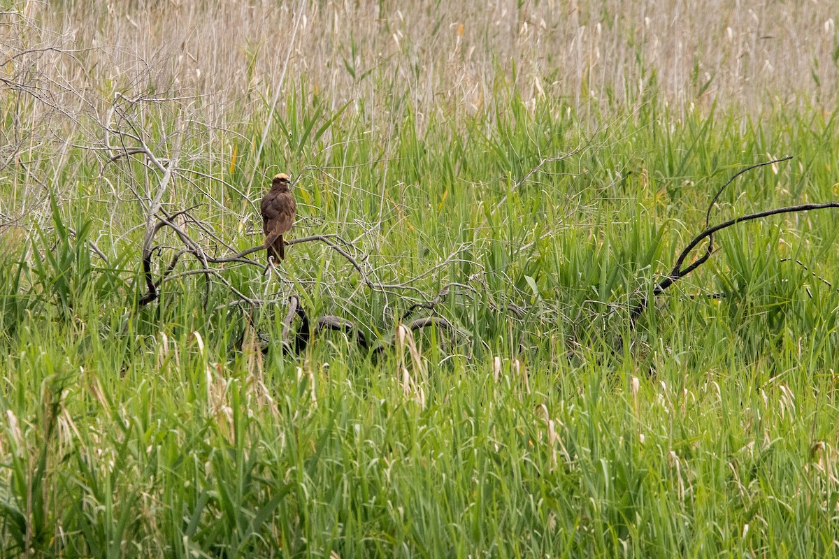 Western Marsh Harrier - ML634715473