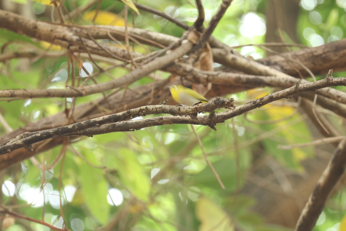 Indian White-eye - ML634715474
