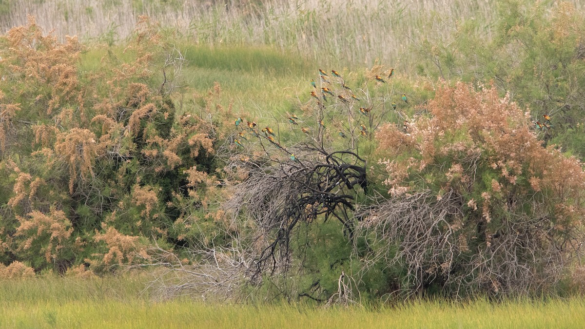 European Bee-eater - ML634715481