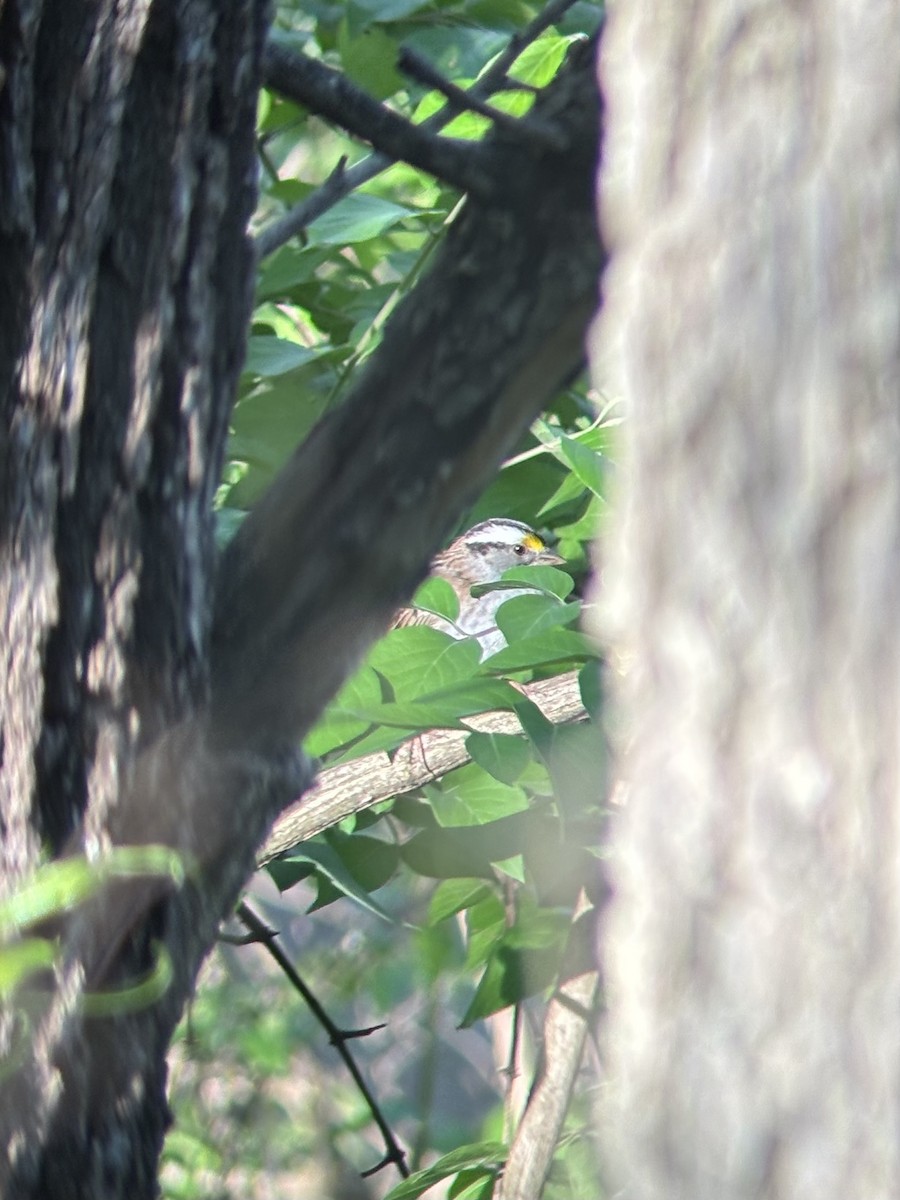 White-throated Sparrow - ML634715765