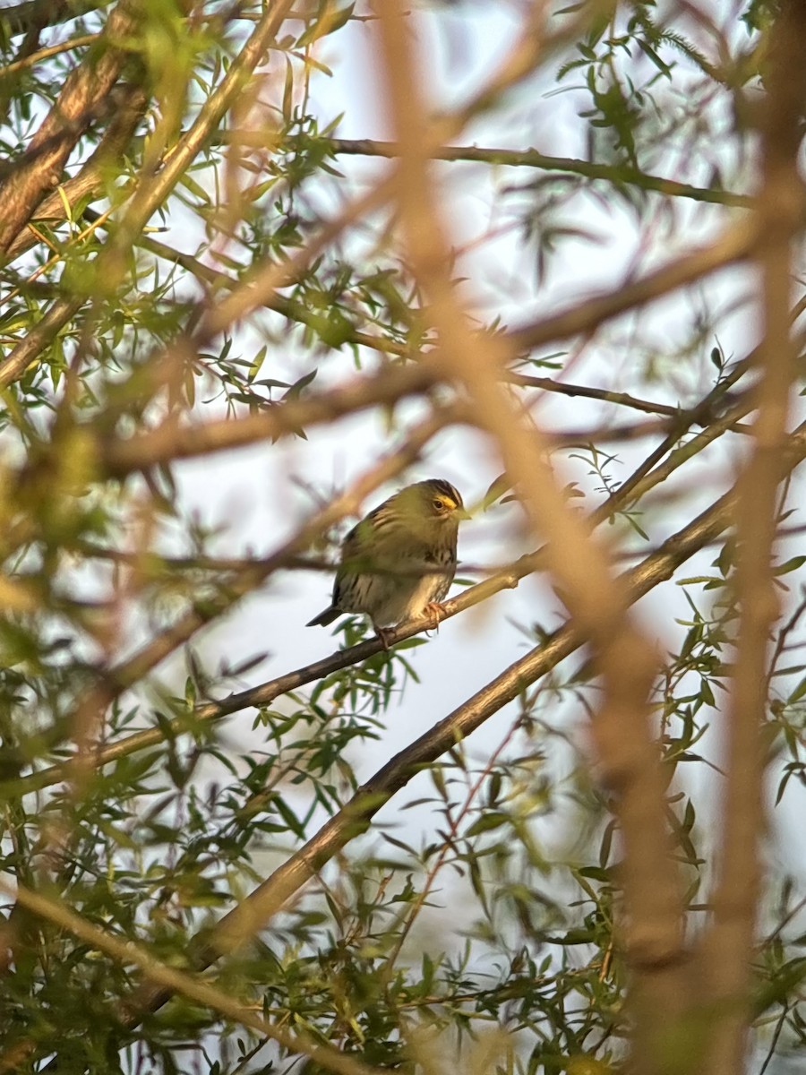 Savannah Sparrow - ML634715783