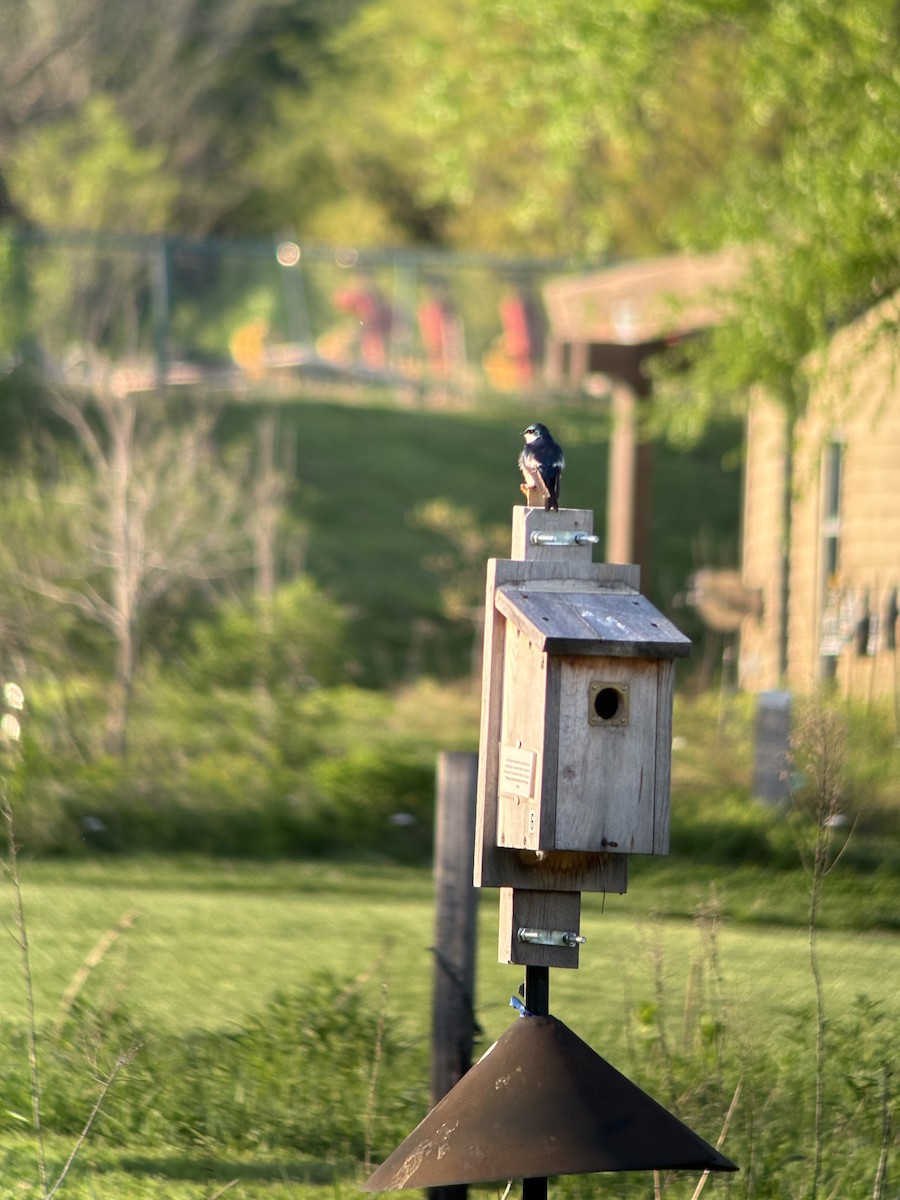 Tree Swallow - ML634715789