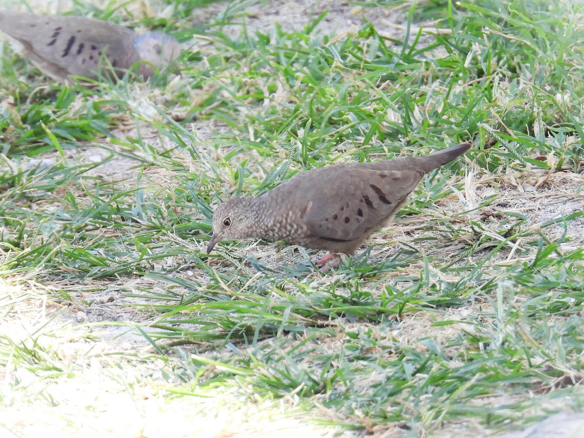 Common Ground Dove - ML634715817