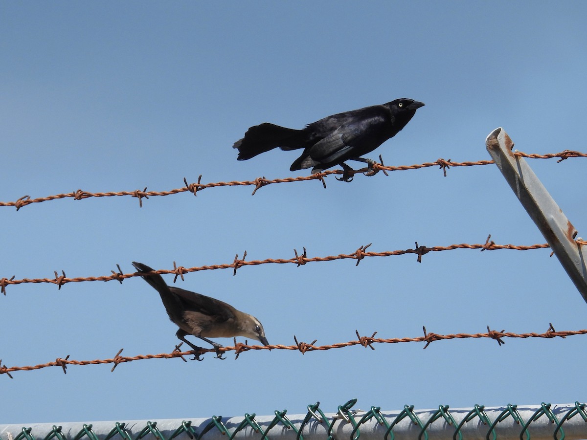 Carib Grackle - ML634715831