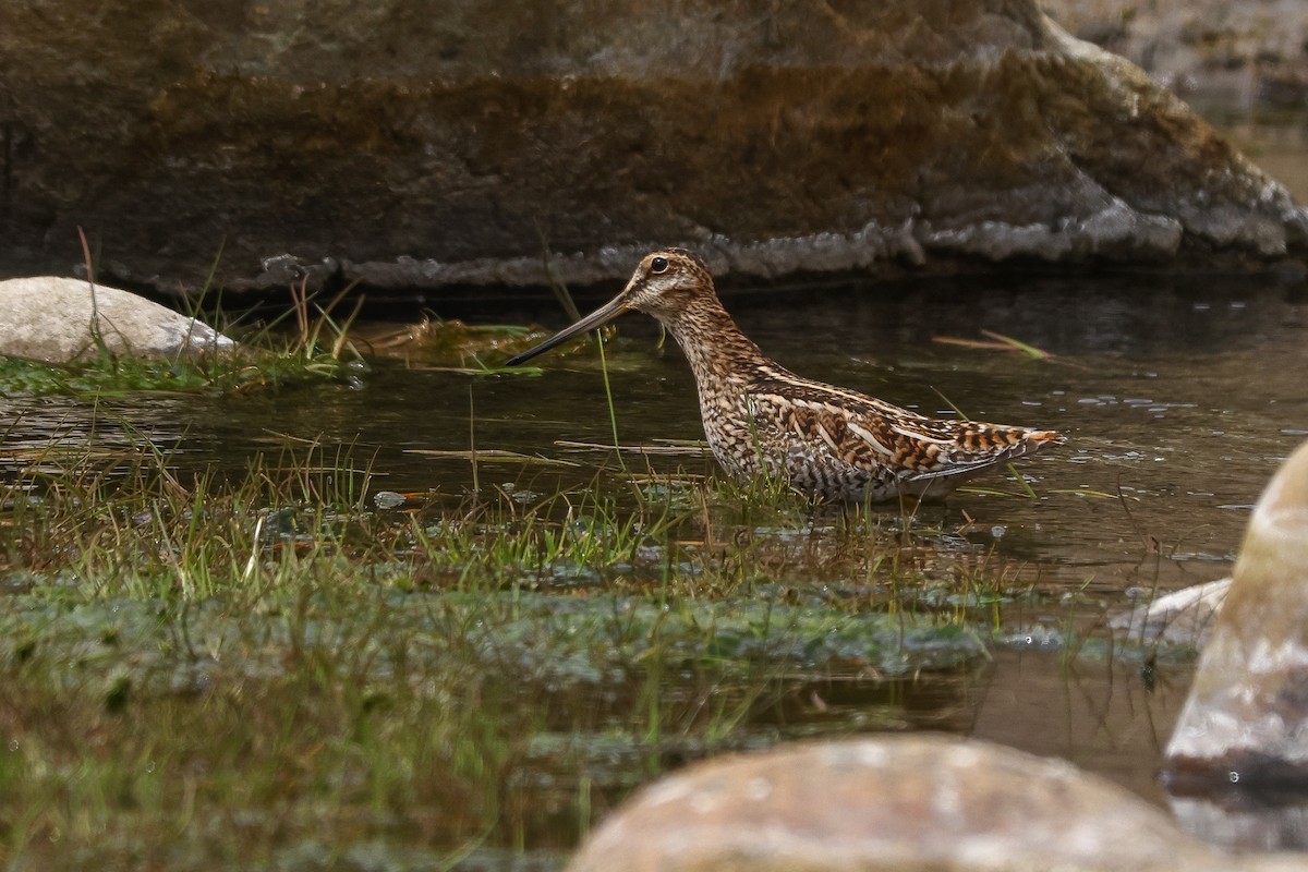 Solitary Snipe - ML634715883