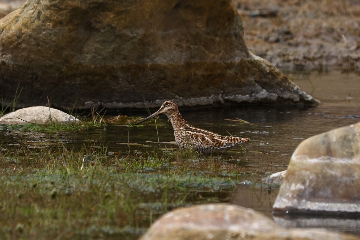 Solitary Snipe - ML634715884