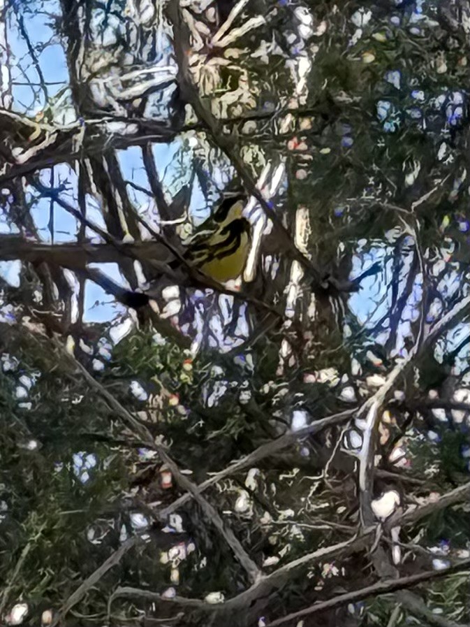 lesňáček tajgový - ML634715948