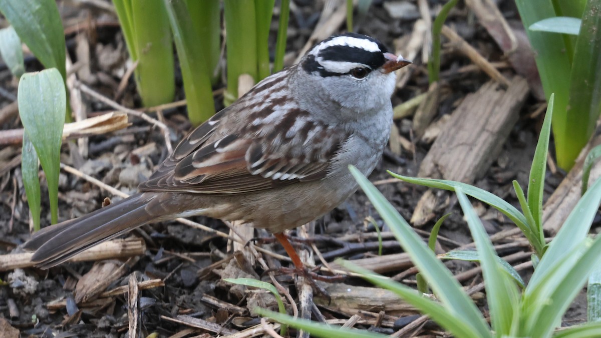 ミヤマシトド - ML634715967